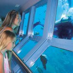 Check out the reef from the underwater observatory