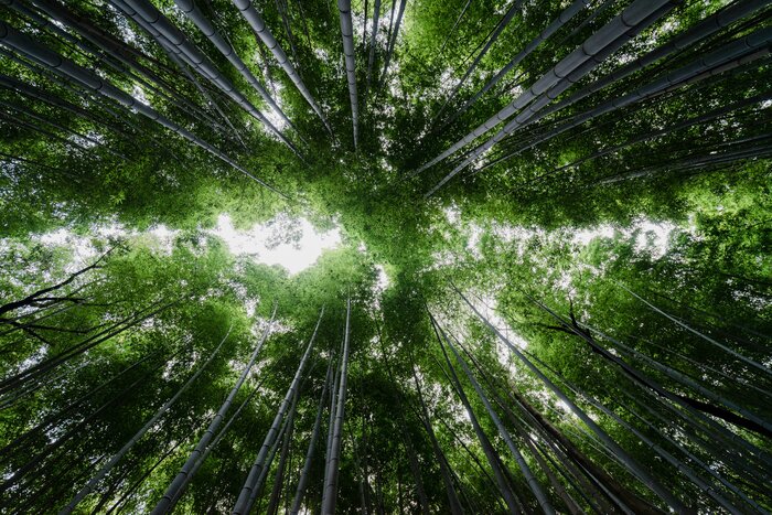 Local Private Guide Half Day Kyoto (4h)