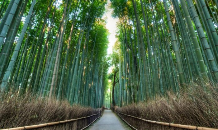 Hidden Paths of Arashiyama: River Journey, Moss Temples & Bamboo Whispers（Private Guide, Public Transportation）