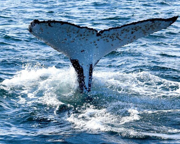 Port Stephens Whale Watching & 4WD Combo