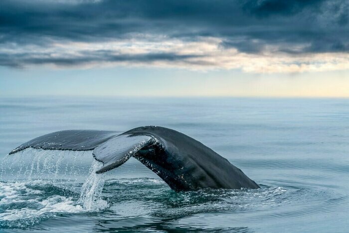 Go on a whale watching tour in Husavík and spot humpback whales