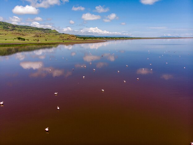 A flock of lesser flamingos wade for food on the mineral-rich red water of Lake Natron