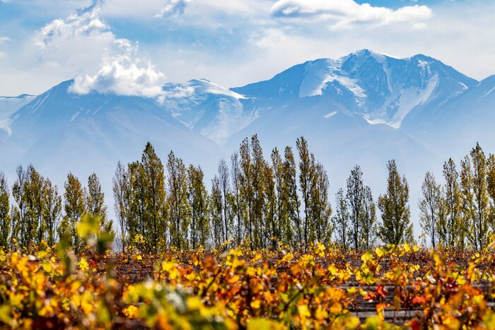 Visit wineries in famous regions like Argentina's Mendoza