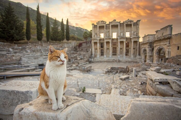 A cat in front of the UNESCO World Heritage Site of Ephesus, an important city through different historical periods