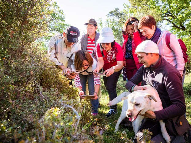 Truffle Hunting & Mushroom Museum Tour