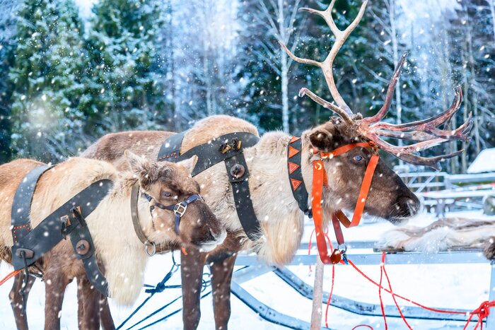 Reindeer will take you to meet Santa Claus in Finland's Lapland region