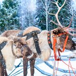 Reindeer will take you to meet Santa Claus in Finland's Lapland region