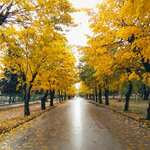 Yellow leaves of fall in Pogradec, Albania (photo courtesy of Endri Killo)