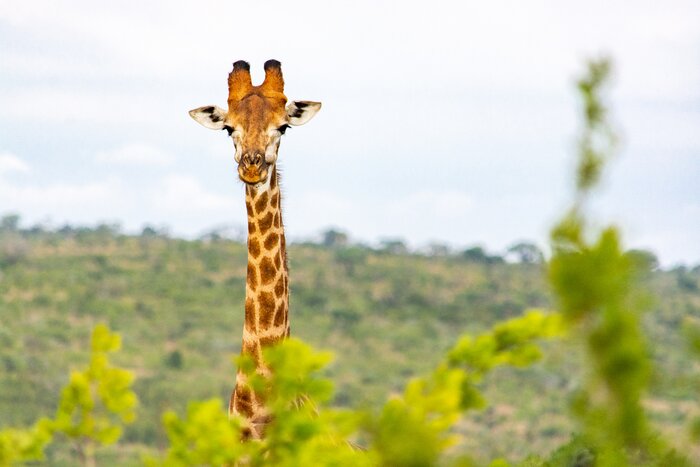 Look for graceful giraffes in a private Eastern Cape game reserve