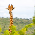 Look for graceful giraffes in a private Eastern Cape game reserve