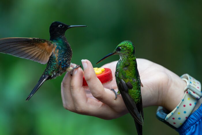 Your day begins with a highlight: hand-feeding hummingbirds at a local farm