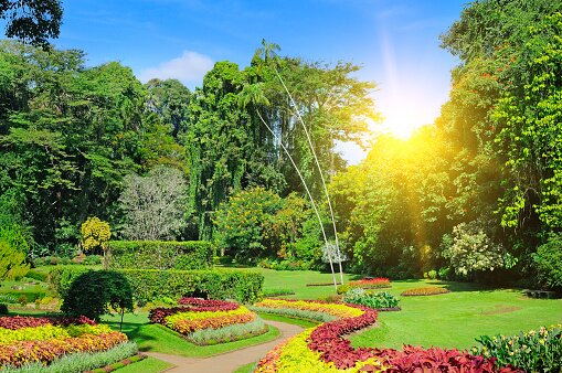 Visit Kandy's Royal Botanical Garden
