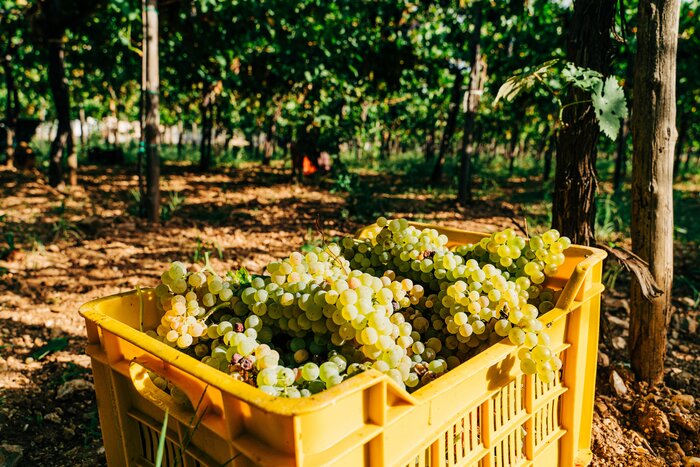 Family-Owned Winery Visit: Vineyard Tour and Wine Tasting in the Itria Valley