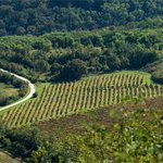 Cycle in Rovinj's Countryside