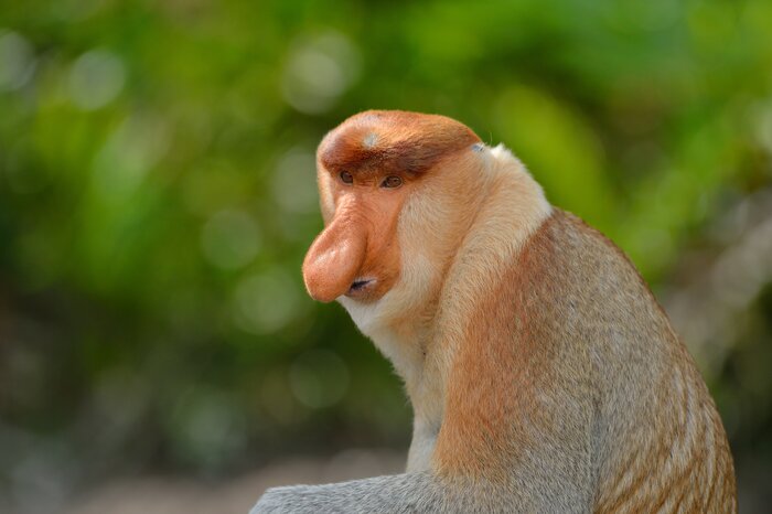 Sandakan: Labuk Bay Proboscis Monkey Santuary