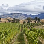 Viticulture in Marlborough, New Zealand