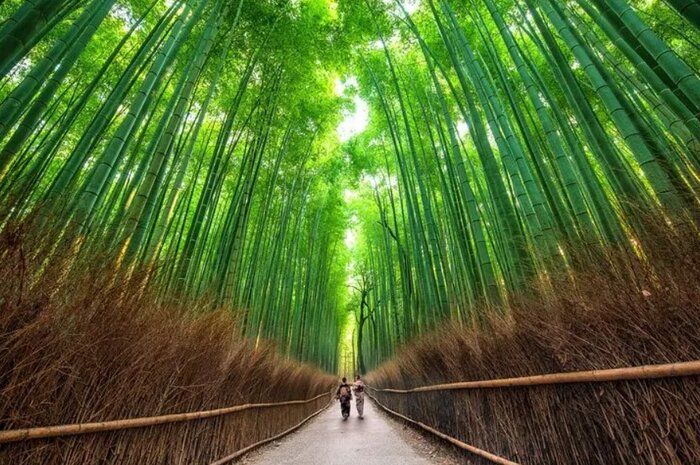 Kyoto Arashiyama Best Spots 4h Private Tour with Licensed Guide