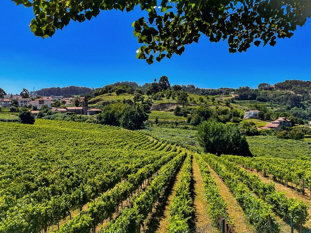 Private Douro & Vinho Verde Wine Tasting