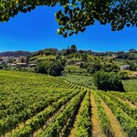 Discover the lush grape fields of the Vinho Verde region before sitting to a tasting of the famous "green wine"