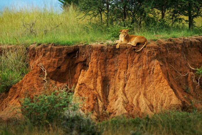 Explore Murchison Falls National Park