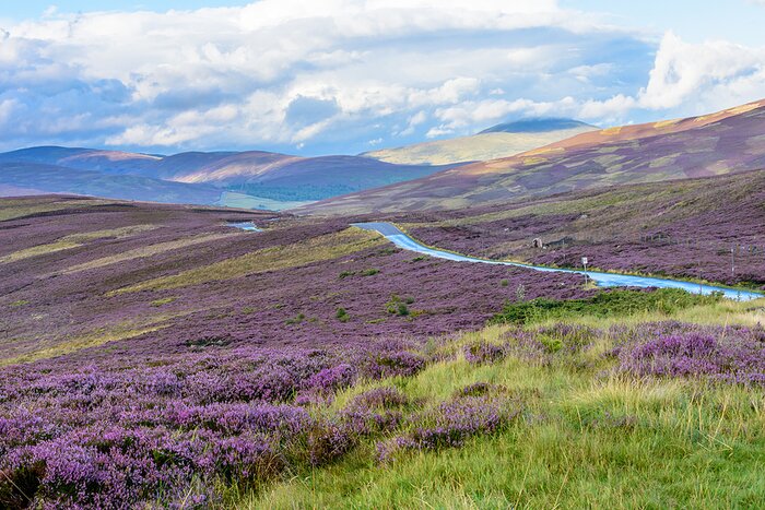 Heather blooming in the Cairngorms National Park