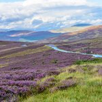 Heather blooming in the Cairngorms National Park