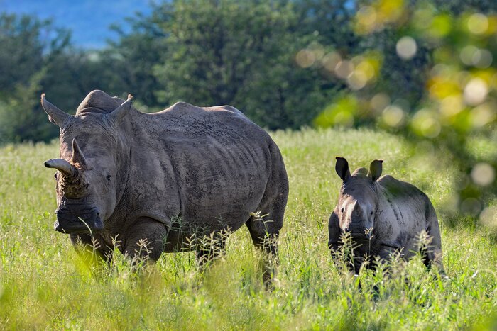 Go on safari and spot black rhinoceros in the Ongava Reserve in August