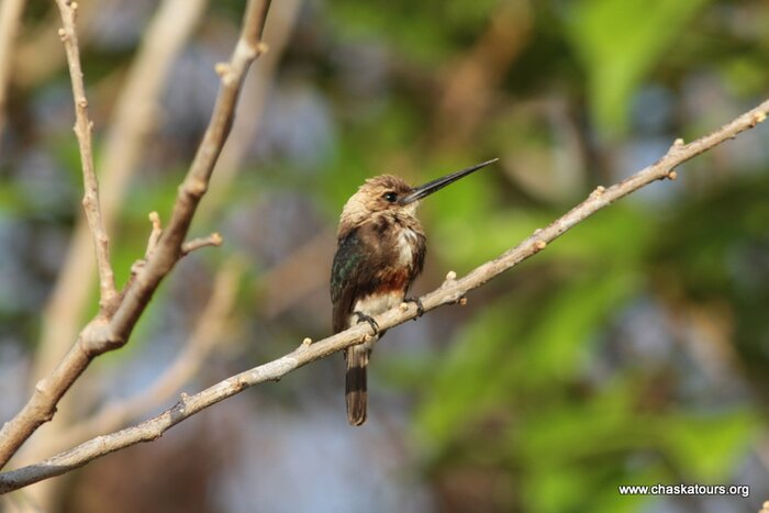 Llanos Wildlife Tour (4D/3N)