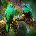  Spot rare birds while on romantic cloud forest hikes in Costa Rica