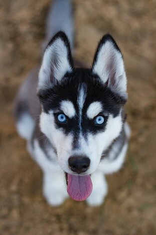 Husky ride (Apukka Resort)