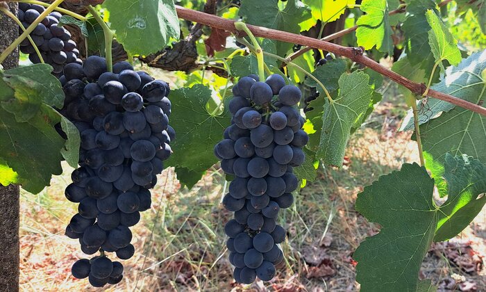 Crete Wine & Culture Adventure: Private Tour of Peza Wineries, Olive Oil, and Traditional Pottery