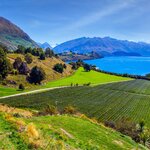 You'll visit New Zealand's best wine regions between Auckland and Queenstown