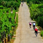 Cycling & Wine Tasting on Korčula