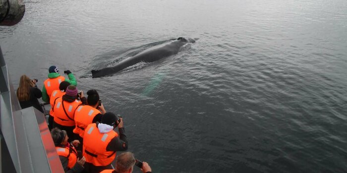 Dolphins Watching - From Punta Arenas