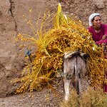 A Berber woman in the mountains of Morocco