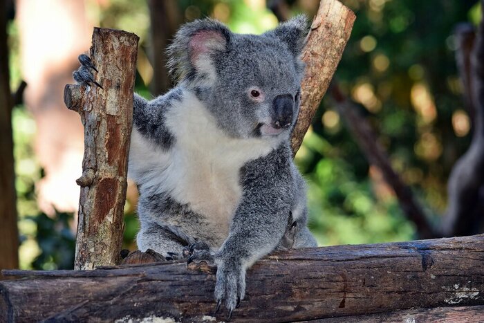 Koala relaxes in a conservation park