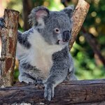 Koala relaxes in a conservation park