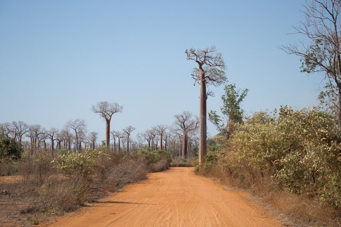 Nocturnal Visit of Kirindy Forest