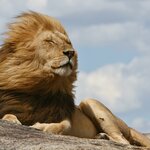 A male lion relaxes on a kjope outcropping in the Serengeti plains