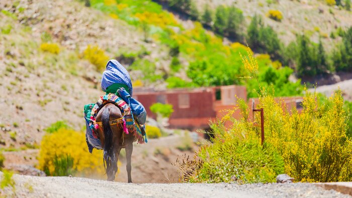 Family Adventure in Imlil: Hiking, Mule Rides, and Berber Encounters