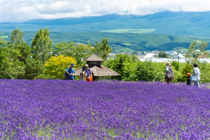 See the colorful flower fields of Farm Tomita on Hokkaido Island