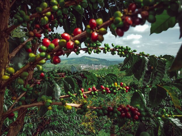 Explore one of Colombia's lush coffee regions during this 10-day tour