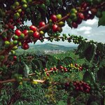 Explore one of Colombia's lush coffee regions during this 10-day tour