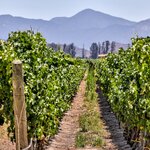 Explore Chile's acclaimed wine regions with day trips from Santiago