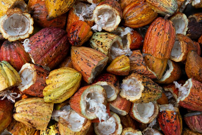 Short Cacao Tour (Hacienda Bambusa)