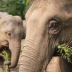 The elephants at Tiger Tops