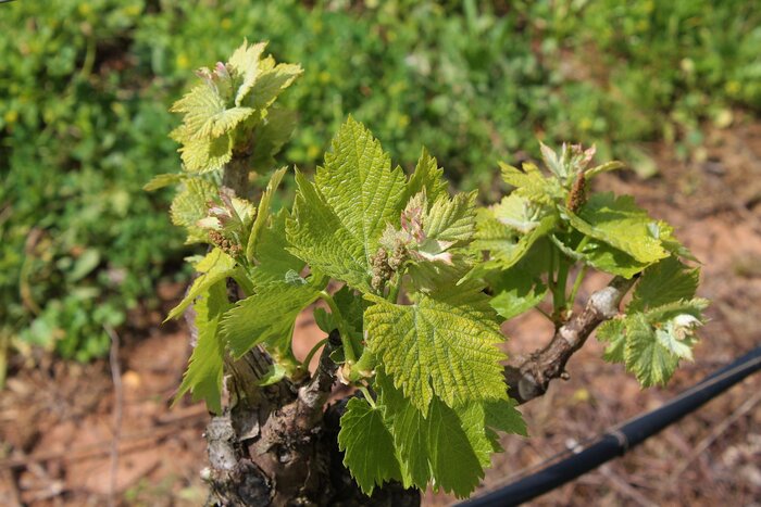 Private Wine Tasting and Lunch in Setúbal