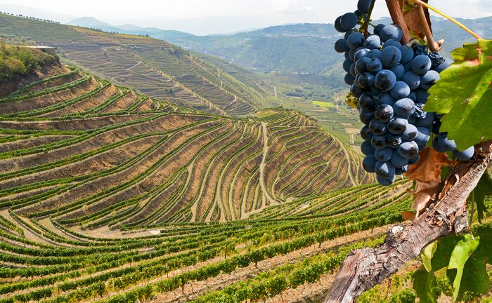 Grape vines and vineyards in the Douro Valley