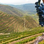 Grape vines and vineyards in the Douro Valley