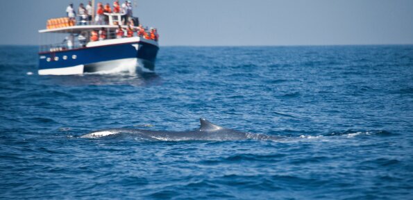 Whale Watching Tour in Mirissa - Shared Boat